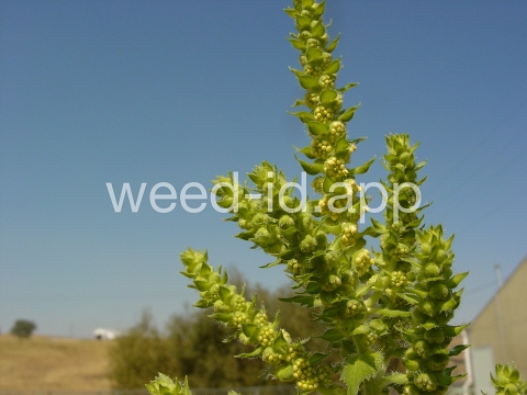 marshelder, annual
